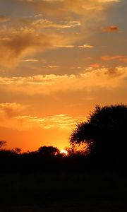 Preview wallpaper sunset, trees, bushes, sun, outlines, dark