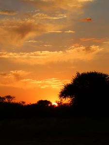 Preview wallpaper sunset, trees, bushes, sun, outlines, dark