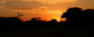 Preview wallpaper sunset, trees, bushes, sun, outlines, dark