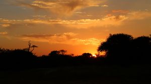 Preview wallpaper sunset, trees, bushes, sun, outlines, dark