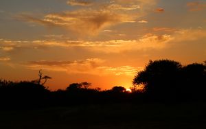 Preview wallpaper sunset, trees, bushes, sun, outlines, dark