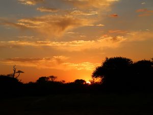 Preview wallpaper sunset, trees, bushes, sun, outlines, dark