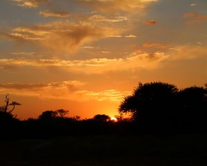 Preview wallpaper sunset, trees, bushes, sun, outlines, dark