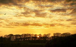 Preview wallpaper sunset, trees, clouds, dusk, landscape