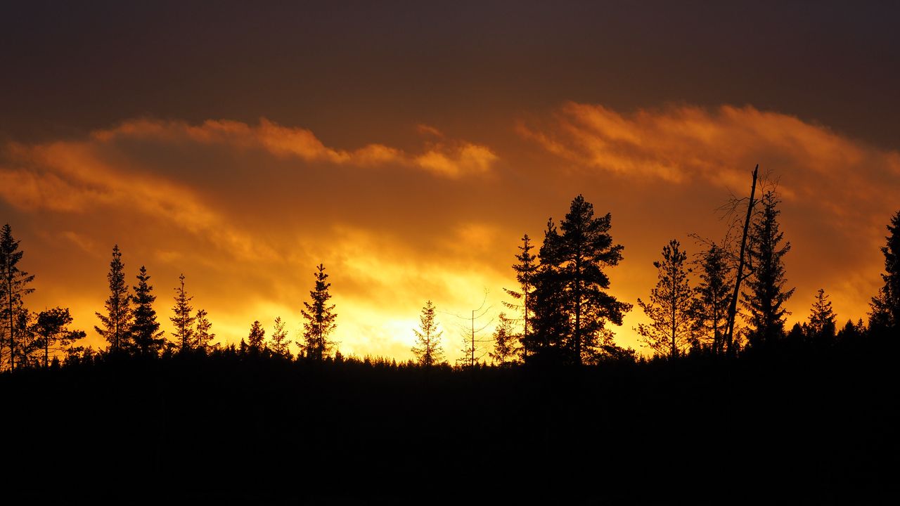 Wallpaper sunset, trees, dusk, dark