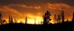 Preview wallpaper sunset, trees, dusk, dark