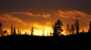 Preview wallpaper sunset, trees, dusk, dark