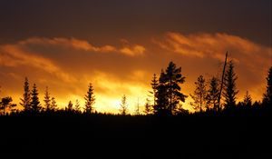 Preview wallpaper sunset, trees, dusk, dark