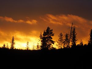 Preview wallpaper sunset, trees, dusk, dark