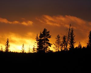 Preview wallpaper sunset, trees, dusk, dark