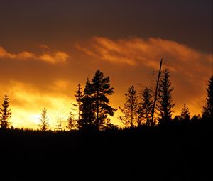 Preview wallpaper sunset, trees, dusk, dark