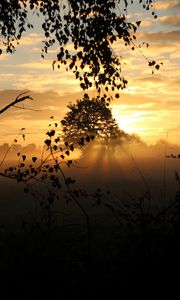 Preview wallpaper sunset, trees, fog, rays, dusk