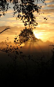 Preview wallpaper sunset, trees, fog, rays, dusk