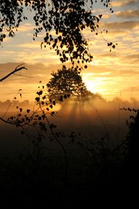 Preview wallpaper sunset, trees, fog, rays, dusk