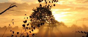 Preview wallpaper sunset, trees, fog, rays, dusk