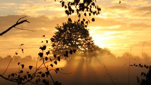 Preview wallpaper sunset, trees, fog, rays, dusk