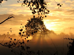 Preview wallpaper sunset, trees, fog, rays, dusk