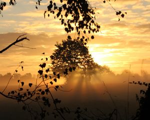 Preview wallpaper sunset, trees, fog, rays, dusk