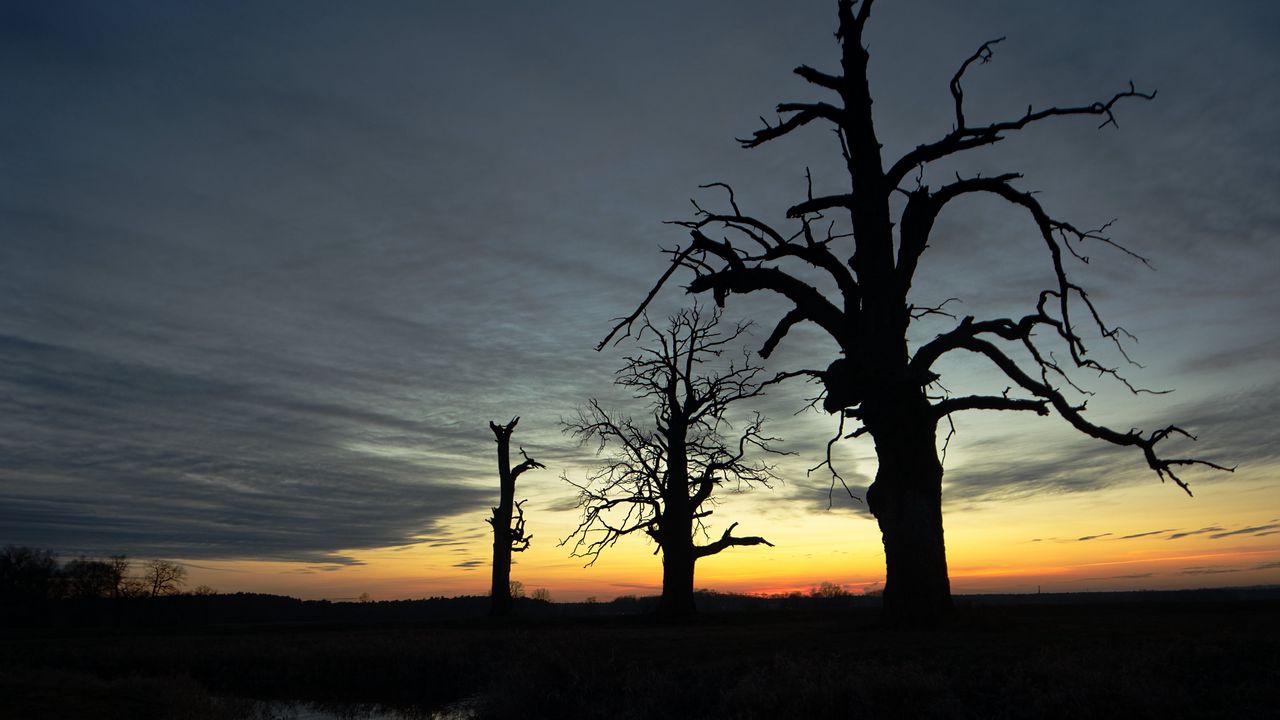 Wallpaper sunset, trees, silhouette, reflection