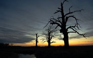 Preview wallpaper sunset, trees, silhouette, reflection