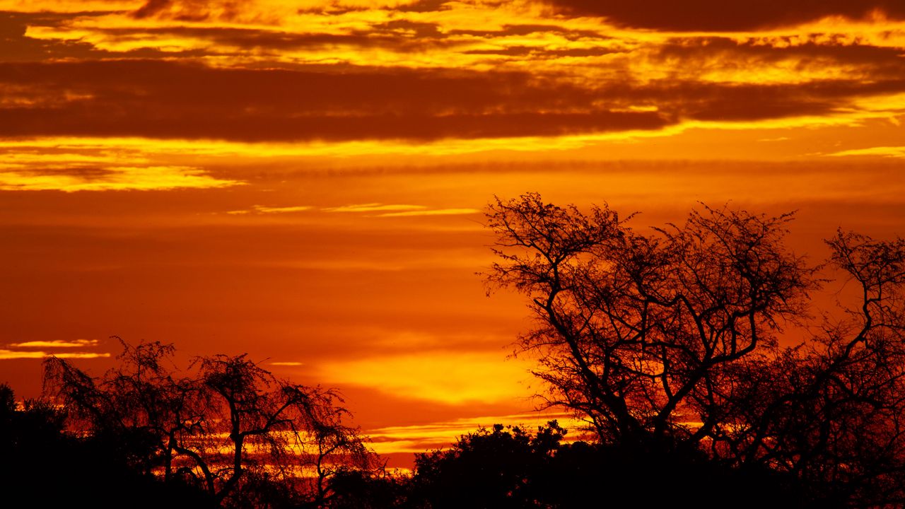 Wallpaper sunset, trees, silhouettes, dusk, dark