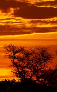 Preview wallpaper sunset, trees, silhouettes, dusk, dark