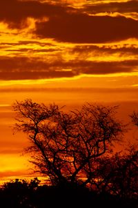 Preview wallpaper sunset, trees, silhouettes, dusk, dark