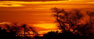 Preview wallpaper sunset, trees, silhouettes, dusk, dark