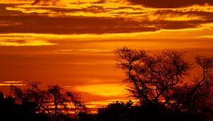 Preview wallpaper sunset, trees, silhouettes, dusk, dark