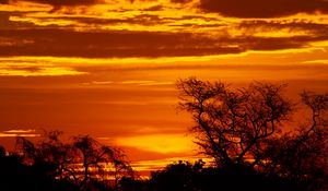 Preview wallpaper sunset, trees, silhouettes, dusk, dark