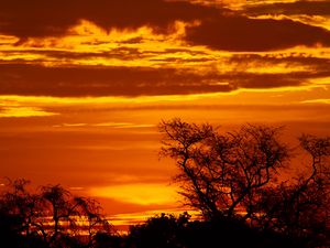 Preview wallpaper sunset, trees, silhouettes, dusk, dark