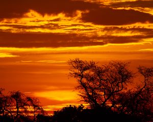 Preview wallpaper sunset, trees, silhouettes, dusk, dark