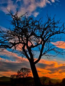 Preview wallpaper sunset, trees, sky