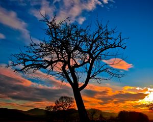 Preview wallpaper sunset, trees, sky