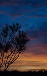 Preview wallpaper sunset, trees, sky, evening, night