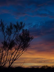 Preview wallpaper sunset, trees, sky, evening, night