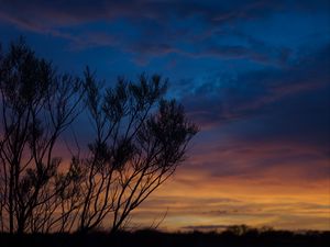 Preview wallpaper sunset, trees, sky, evening, night