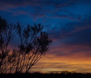 Preview wallpaper sunset, trees, sky, evening, night