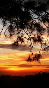 Preview wallpaper sunset, trees, sky, silhouette, landscape