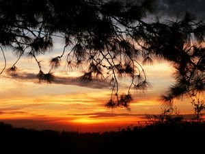 Preview wallpaper sunset, trees, sky, silhouette, landscape