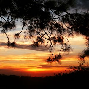 Preview wallpaper sunset, trees, sky, silhouette, landscape