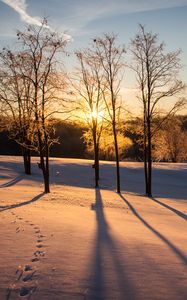 Preview wallpaper sunset, trees, snow, winter, dusk