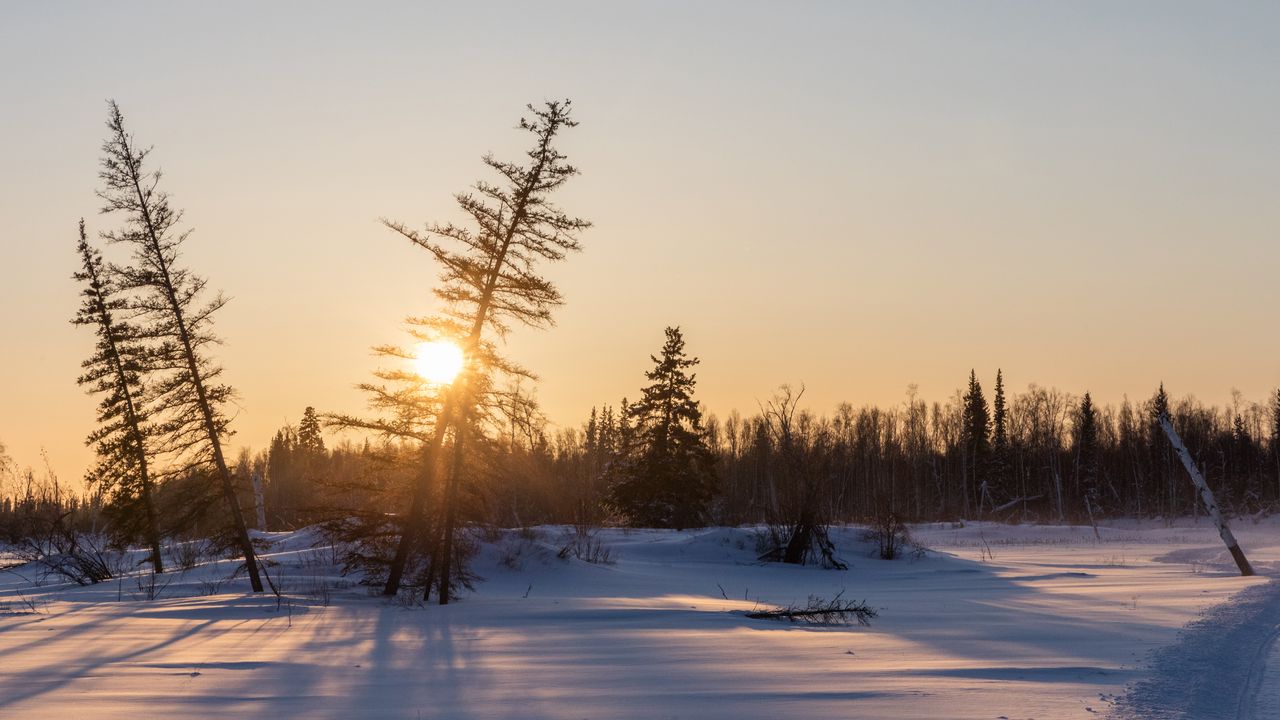 Wallpaper sunset, trees, snow, winter, nature