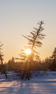 Preview wallpaper sunset, trees, snow, winter, nature