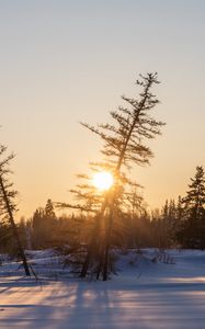 Preview wallpaper sunset, trees, snow, winter, nature