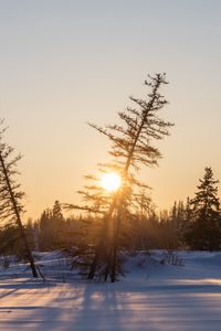 Preview wallpaper sunset, trees, snow, winter, nature