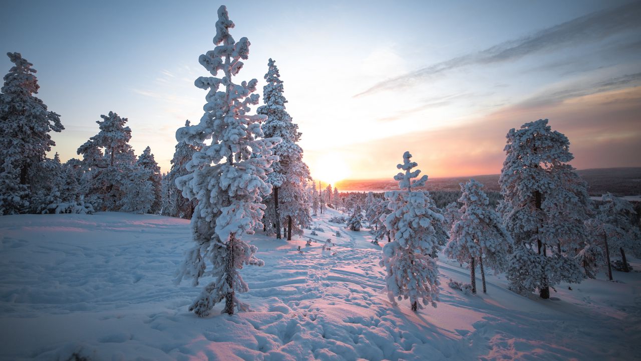 Wallpaper sunset, trees, snow, winter