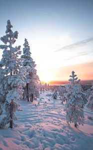 Preview wallpaper sunset, trees, snow, winter