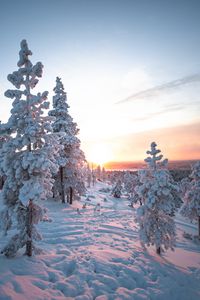 Preview wallpaper sunset, trees, snow, winter