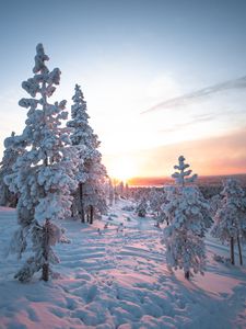 Preview wallpaper sunset, trees, snow, winter